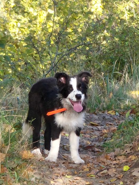 Piesek Border Collie ZKwP/FCI