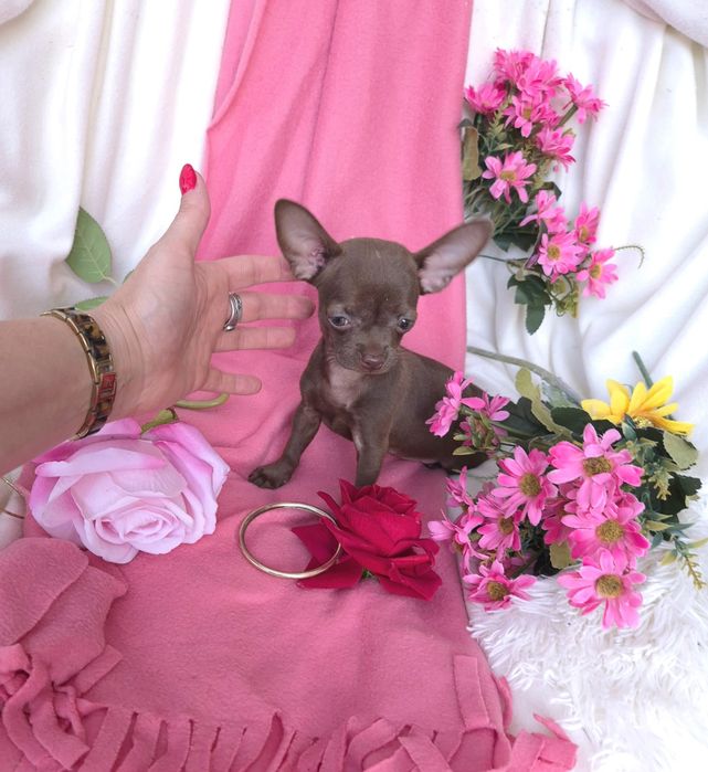 Śliczna Sunia Chihuahua Czekoladka
