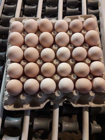 Jaja jajka kremowe hurt-detal