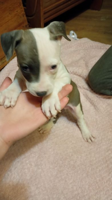Rezerwacja Niebieskookie American Staffordshire terrier szczeniaki ams