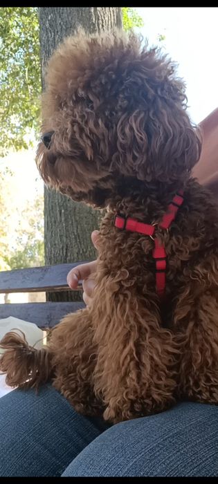 Той пудель міні хлопчик, ред браун,  в'язка