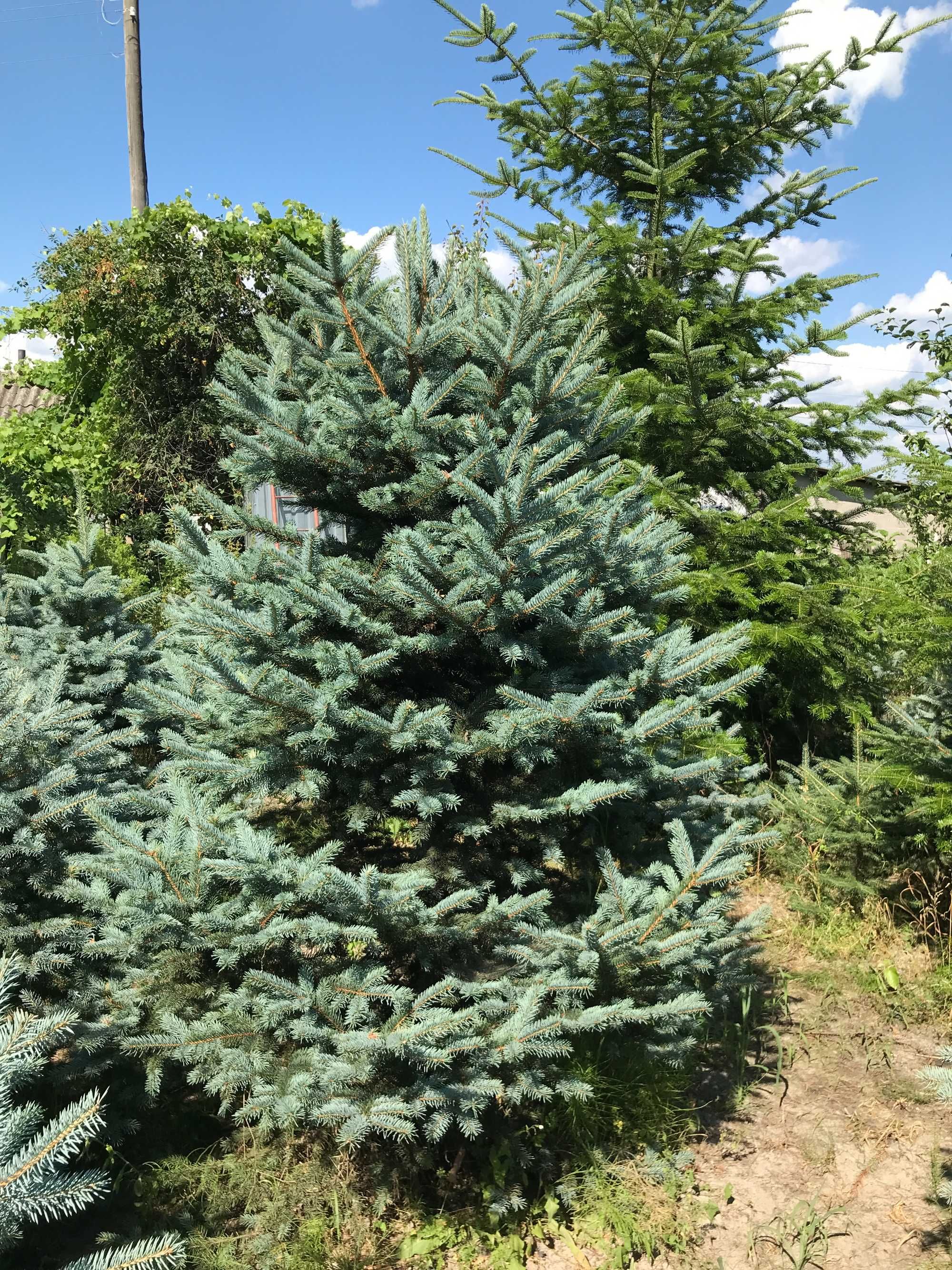 Ялинка колюча, голуба, сиза(Picea glauca)