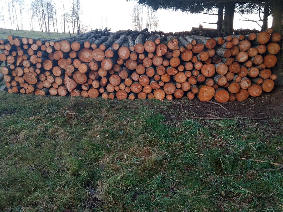 olcha opałowa w metrach