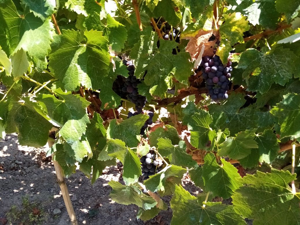 Vendo uvas tintas