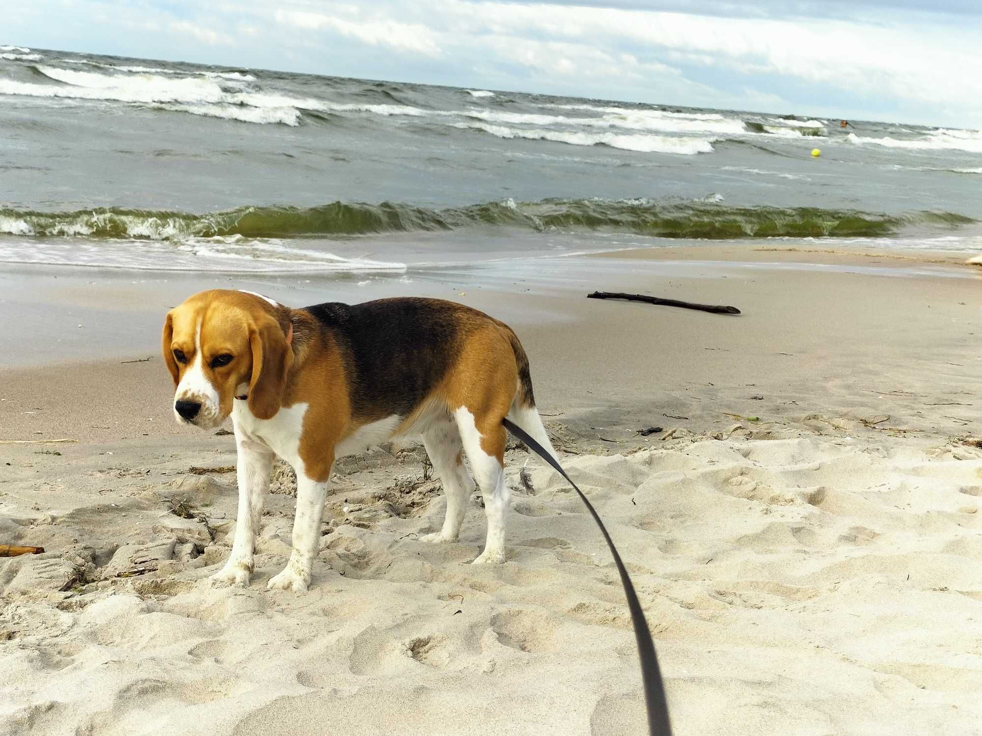 Zaginęła suczka Beagle