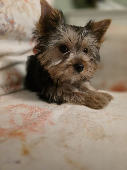 Sunia York standard wieksza sunia gotowa na domek