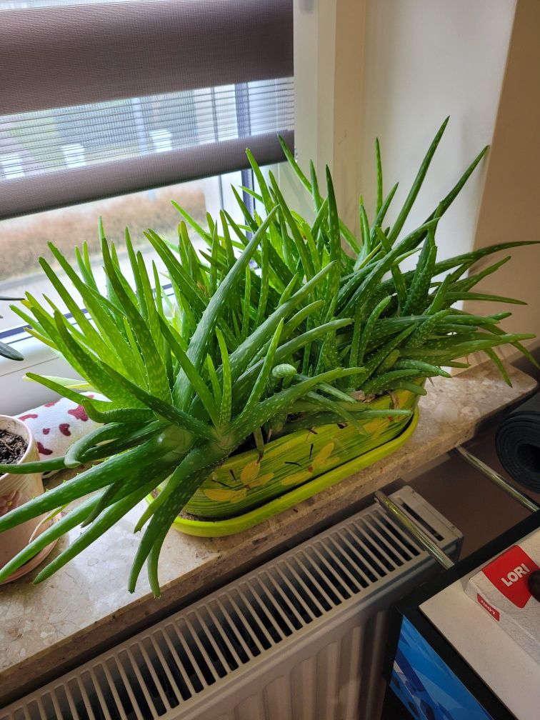 Kwiat Drzewko szczęścia grubosz, aloes