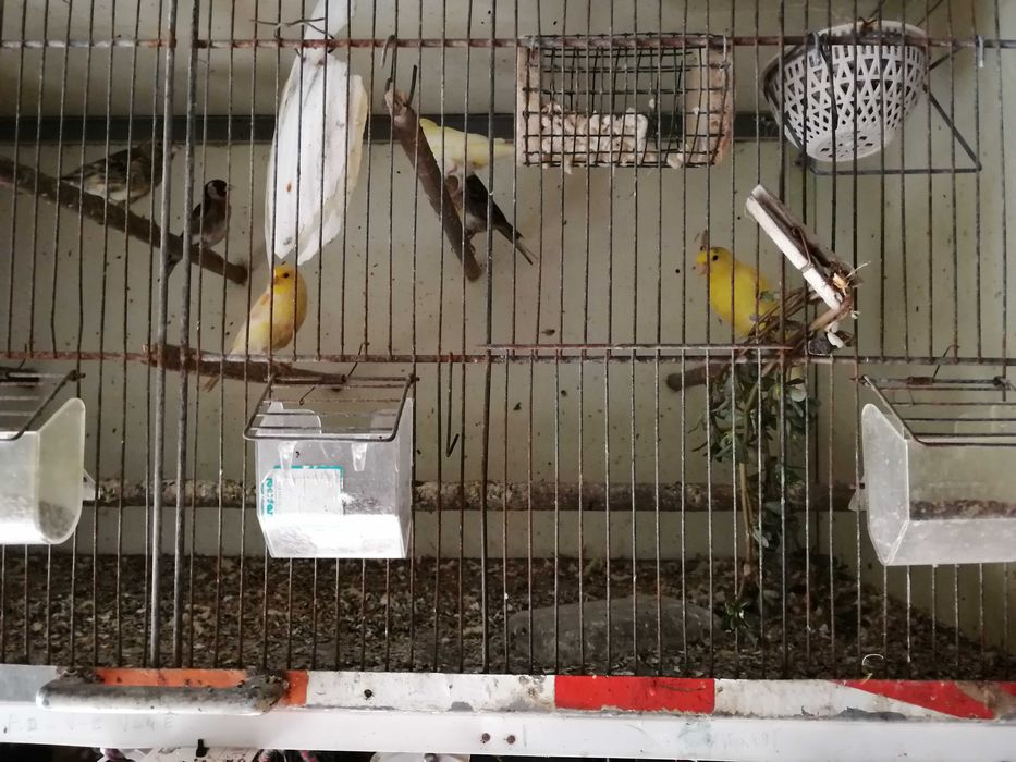 Canários belgas e espanhóis