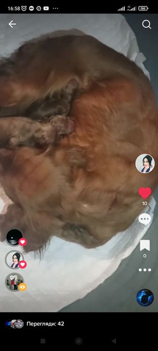 Цуценята англійського кокер спаніеля