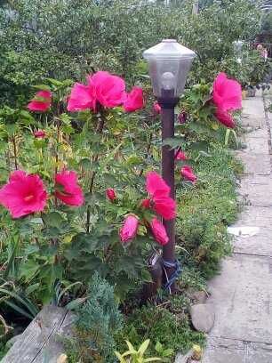 продаю травянистые  гибискусы