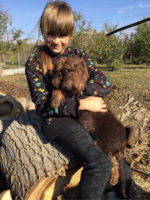 Жорсткошерстна такса  стандартна цуценята