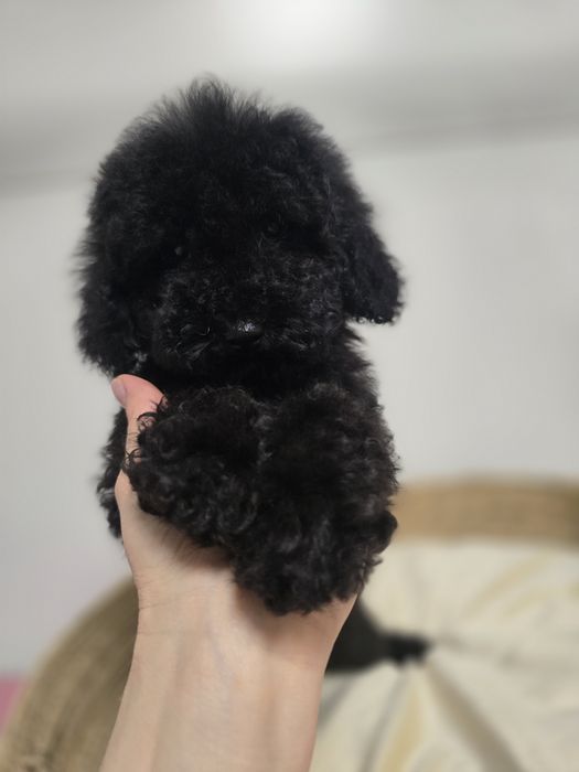 Pudel miniaturowy suczka 2miesieczna