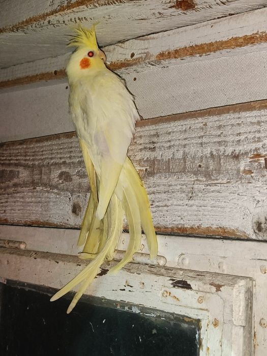 Papugi Nimfy Sprzedam