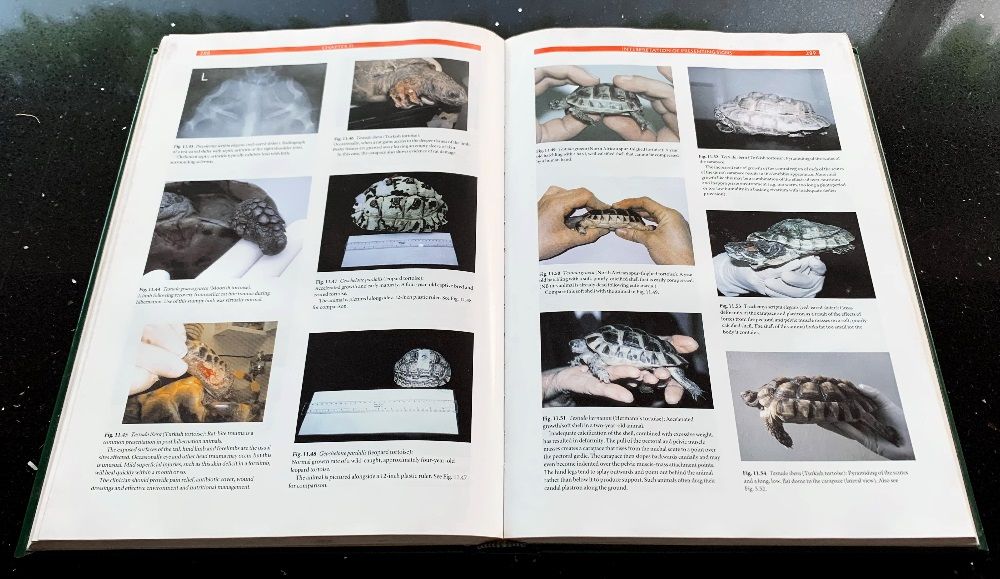 Medicine and Surgery of Tortoises and Turtles