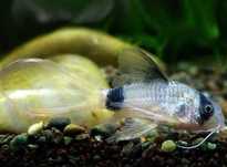 Super cena RARYTAS Kirysek PANDA WLONIASTY  Corydoras PANDA