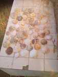 Lotes 50 conchas para decoraçao