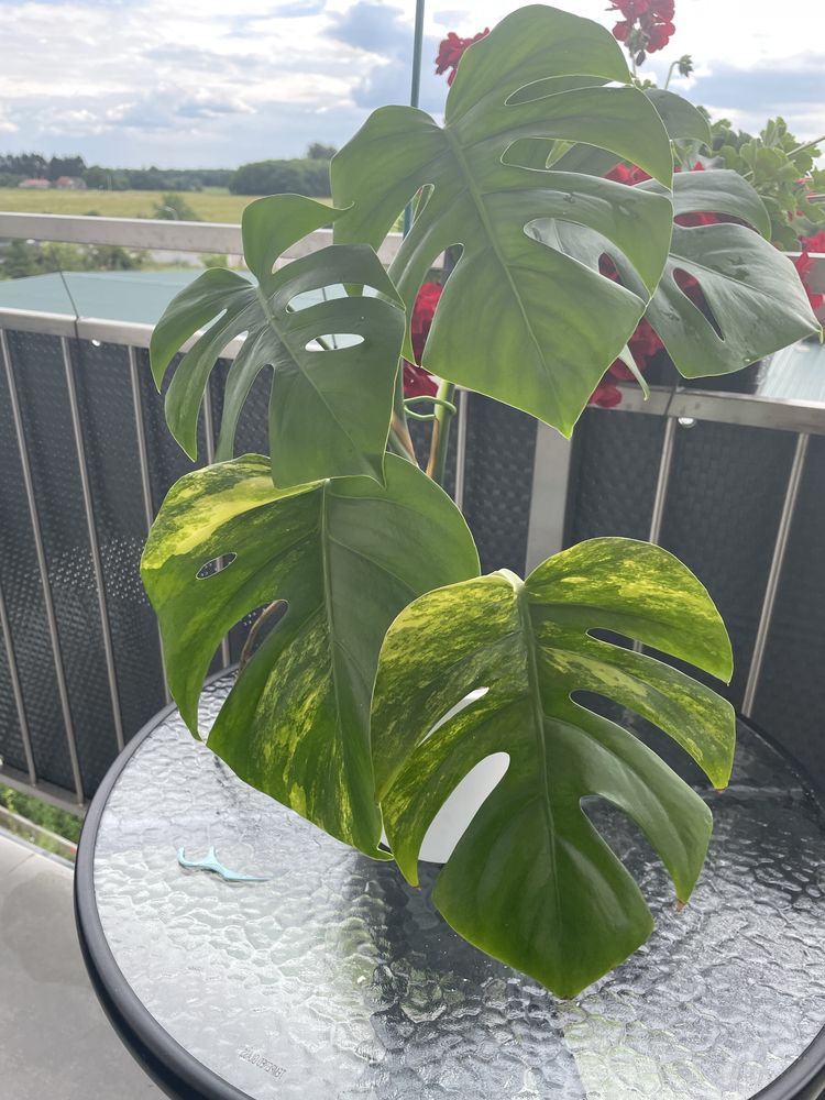 Monstera marmorata cala roslina