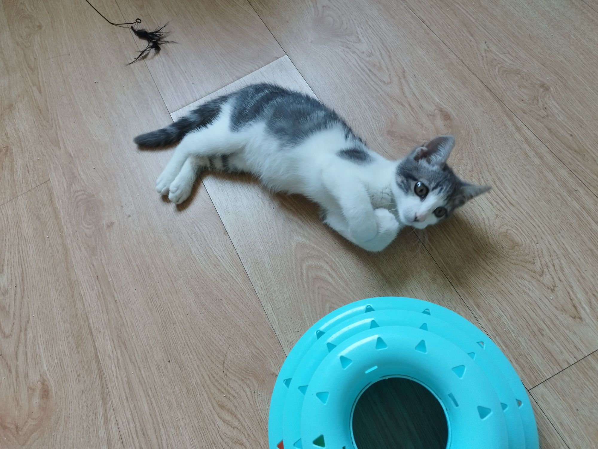 Gatinho bebê para adoção responsável.