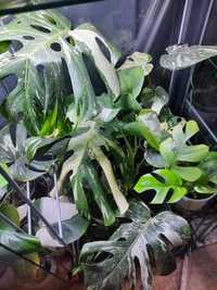 Rosliny kolekcjonerskie, epi, philodendron,monstera,syngoniu,anthurium