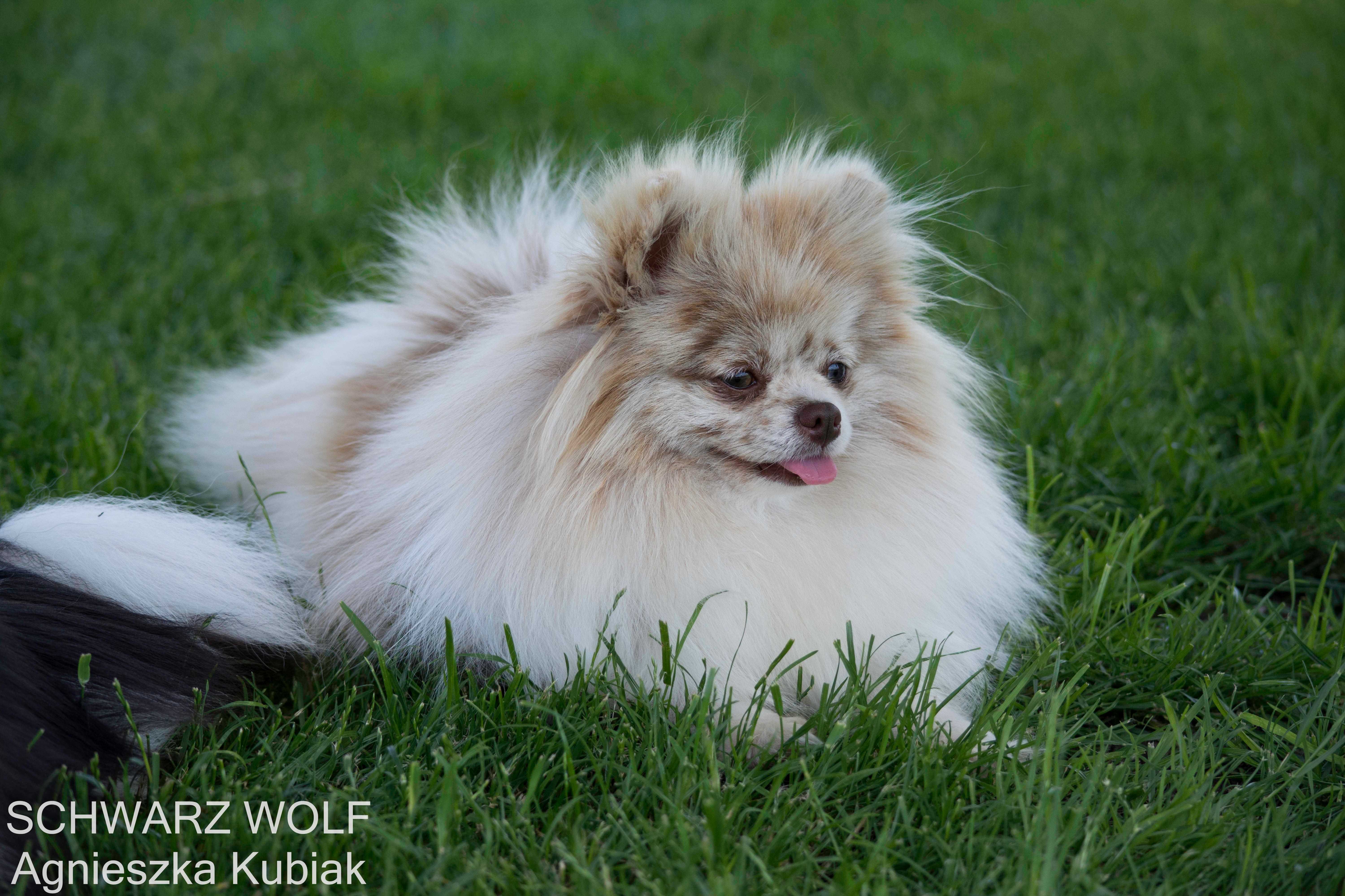 Szpic Miniaturowy Pomeranian czekoladowa dziewczynka