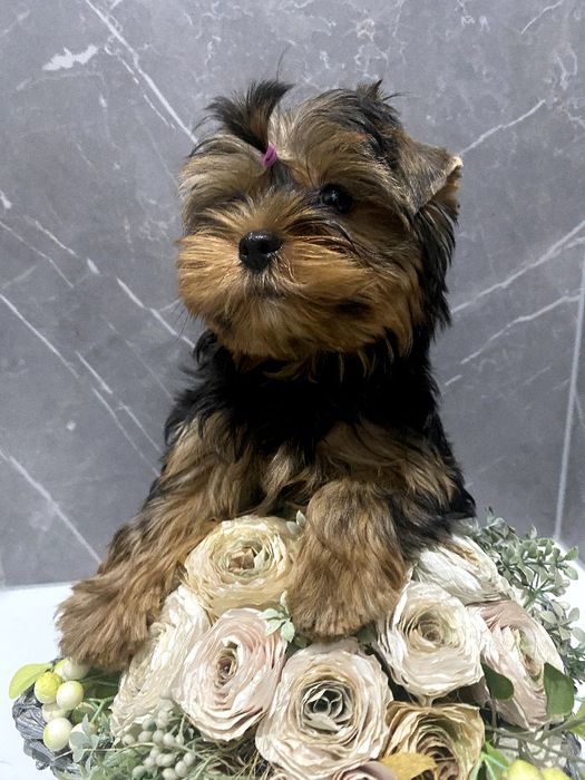 Йорки гарнесенькі