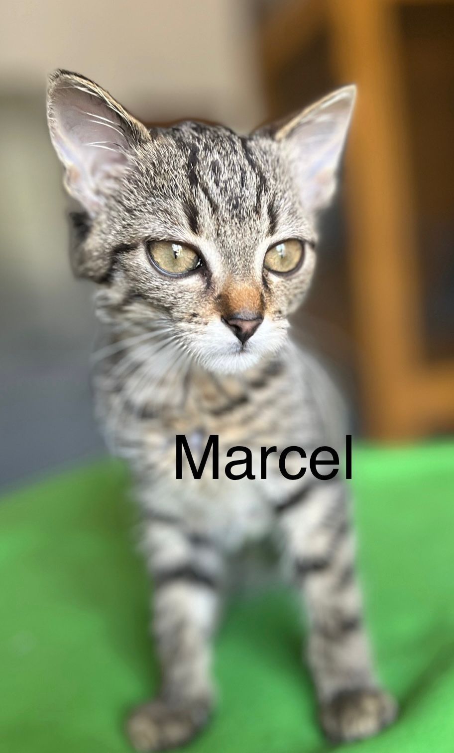 Marcel gorąco poleca się do adopcji:)