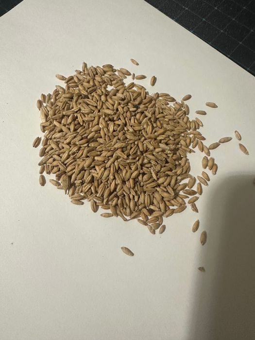 Sementes de Triticale