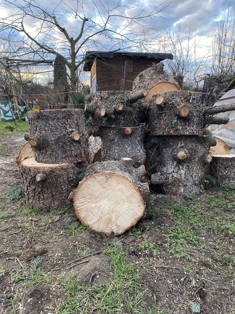 Piękne, zdrowe i pachnące drewno, świerk ścięty w lutym