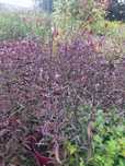 Werbena pospolita Bampton C2