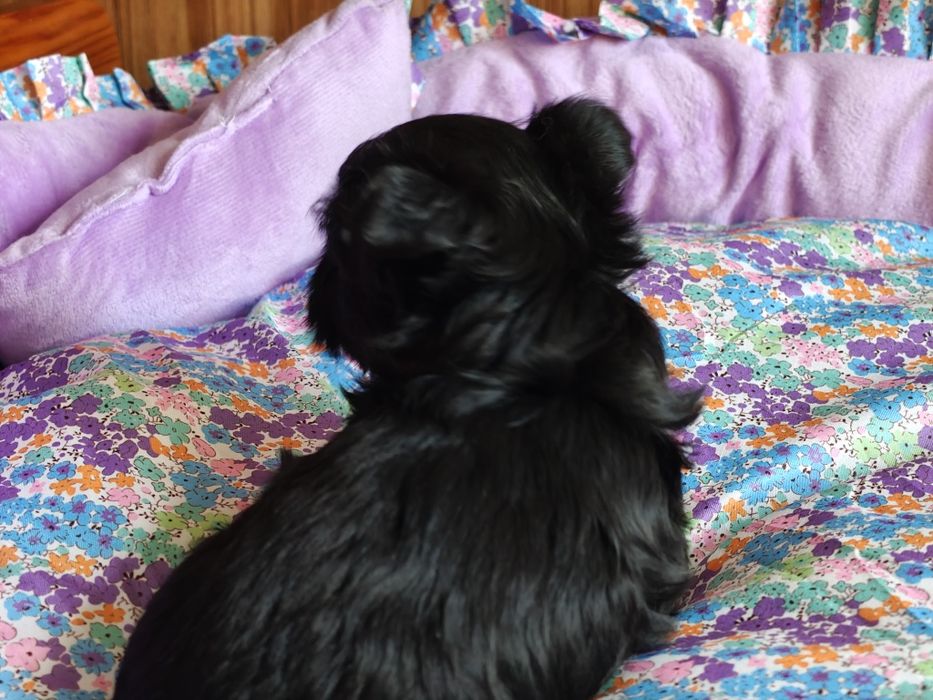 Czarny piesek Yorkshire terrier