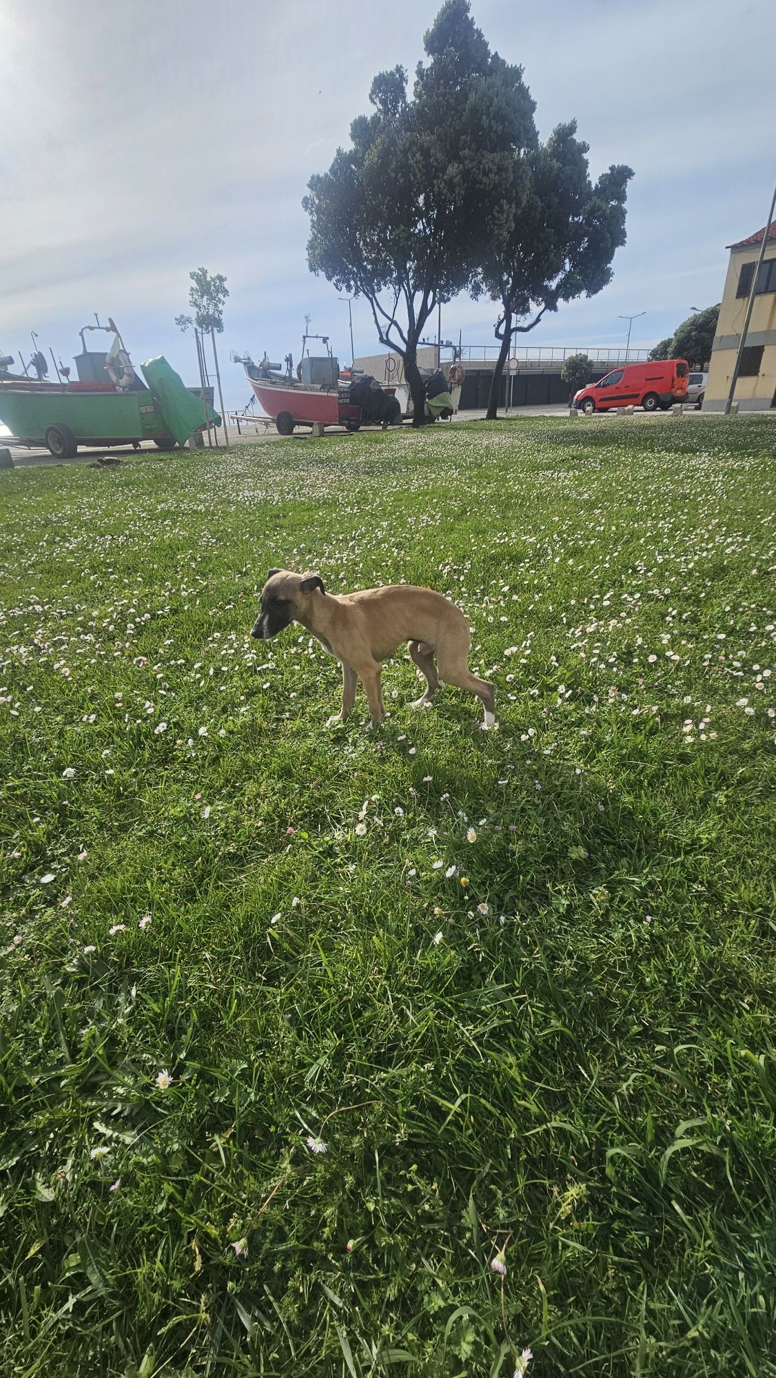 Galgo whippet macho