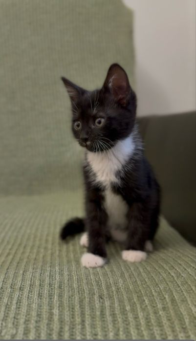 Кошеня в добрі руки! (1,5 місяця, можлива доставка)