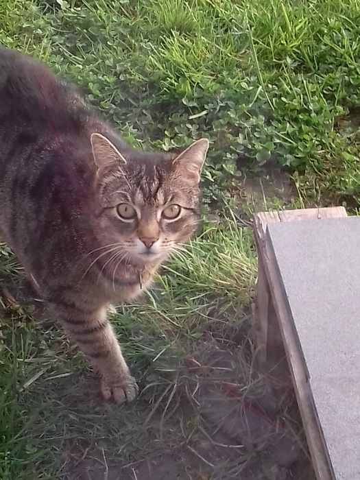 Zaginął kot Hanyś. Nagroda za pomoc 500PLN