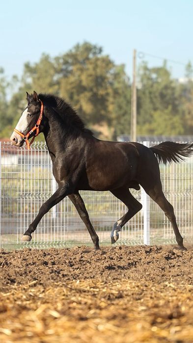 Poldro Puro lusitano