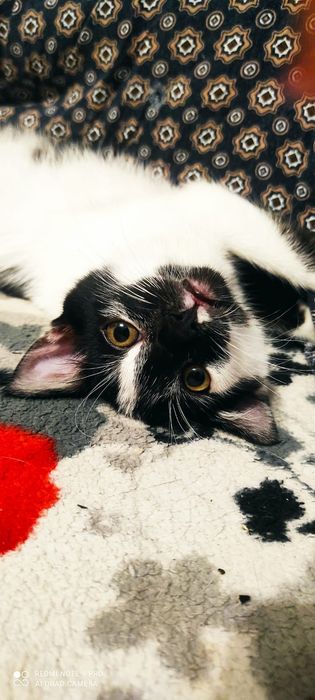 Котёнок девочка .