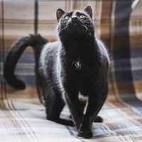 Чорний кіт шукає родину