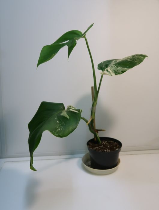 Монстера альба продажа Днепр