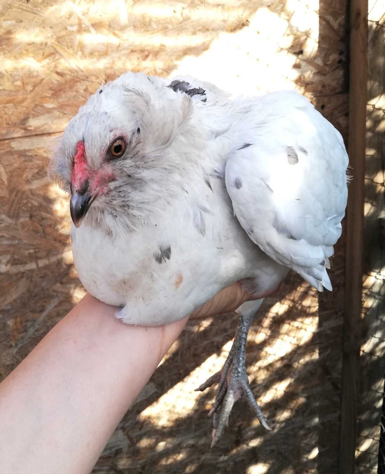 Araucany araucana kura kurka