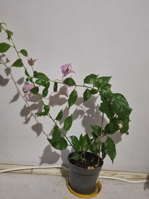 Квітуча бугенвілія