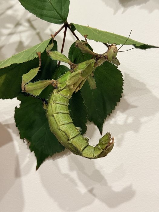 30 jaj straszyków australijskich zielonych - samice