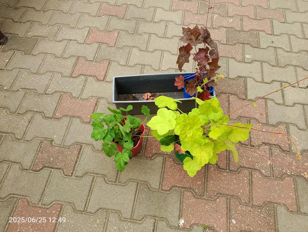 Zestaw 3 żurawek