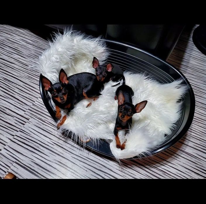 Praski Ratler Ratlerek Prazsky Krysarik (nie pinczer miniaturowy)