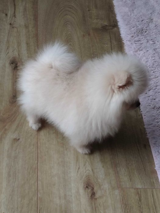 !!! Okazja!!!Miś pomeranian