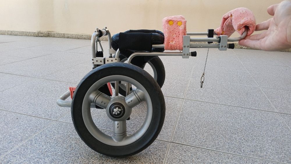 Cadeira de rodas cão