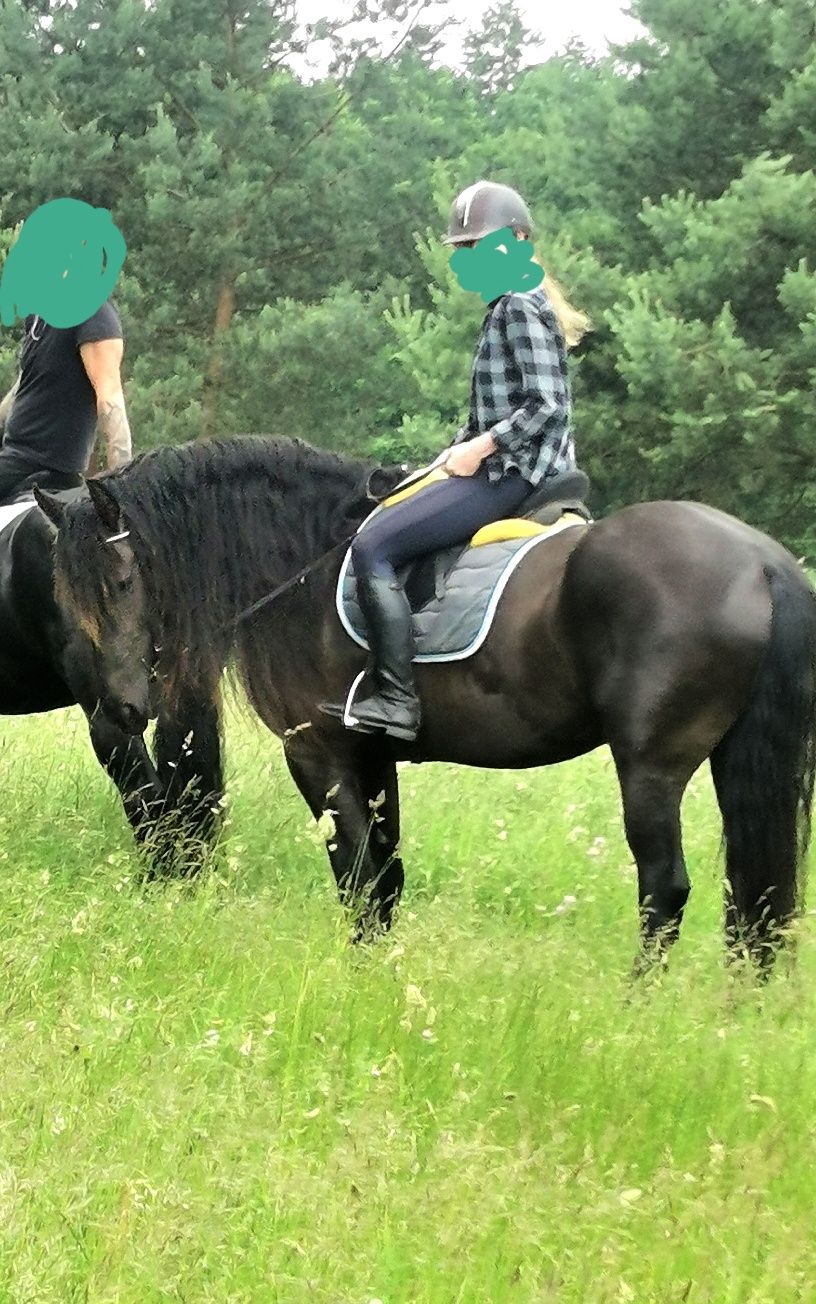 Klacz fryzyjska wysoka, ujeżdżona, mega charakter