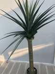 Planta Artificial 165cm