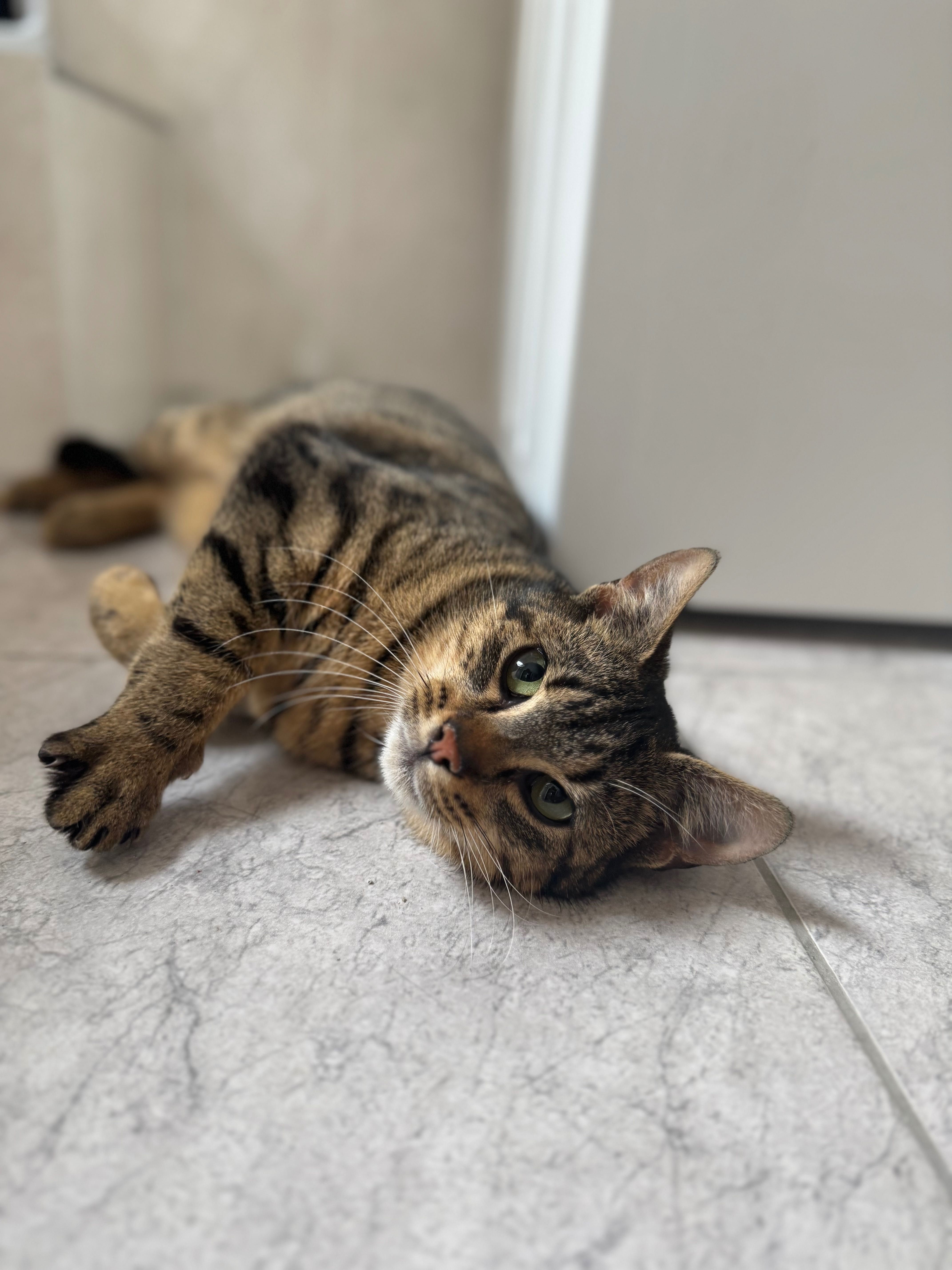 Piękny kotek do adopcji