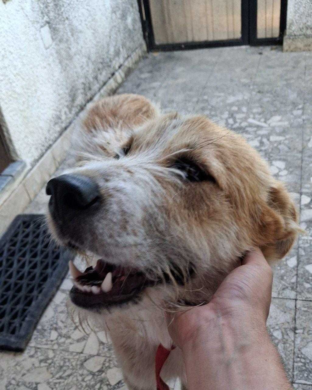 Cão Para Adoção Responsável