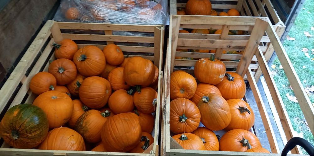 DOSTAWA expresowa Dynia Halloween Łódz dekoracje ceny hurtowe