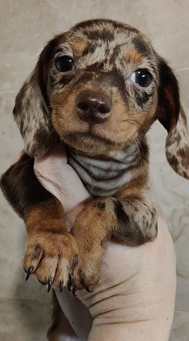 Шоколадний мармур, цуценята кролячої та міні такси з родовідом